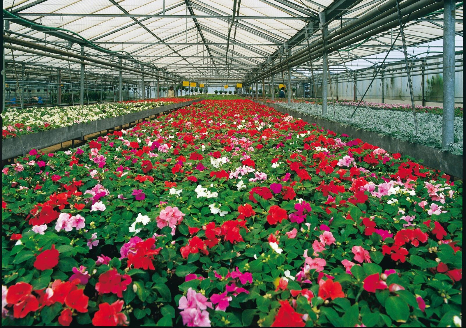 Greenhouse crops grown with professional growing media