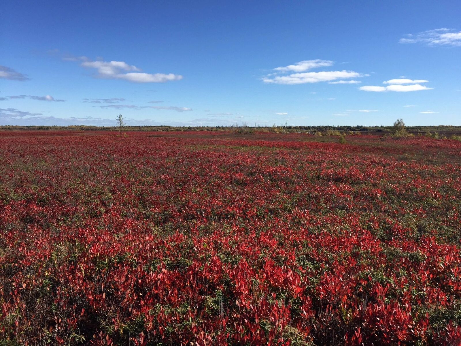 Canadian peatland vegetation